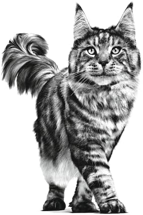 Royal Canin Veterinary Renal Chicken | Doppelpack | 2 x 12 x 85 g | Diät-Alleinfuttermittel für ausg