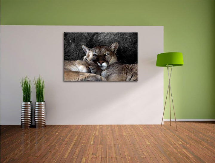 Pixxprint verschlafenes Puma Paar als Leinwandbild/Grösse: 100x70 / Wandbild/Kunstdruck/fertig bespa