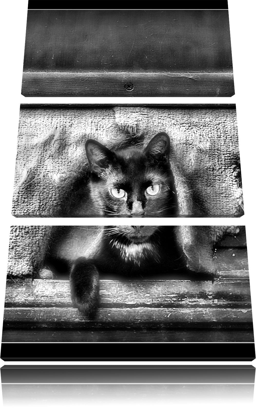 Pixxprint Katze als Leinwandbild | Grösse: 3 Teilig (120x80) | Wandbild| Kunstdruck | fertig bespann