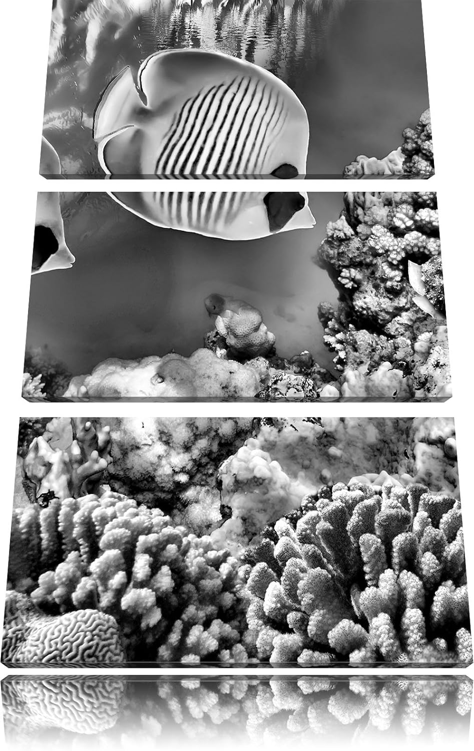 Pixxprint Monocrome, Tropen Fische im Korallenriff 3-Teiler Leinwandbild 120x80 Bild auf Leinwand, r