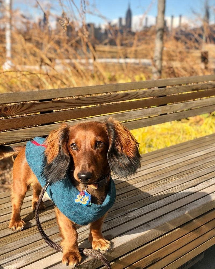 Gooby Zip Up Fleece-Weste für kleine Hunde Turquoise Wash Large chest (~16"), Turquoise Wash Large c