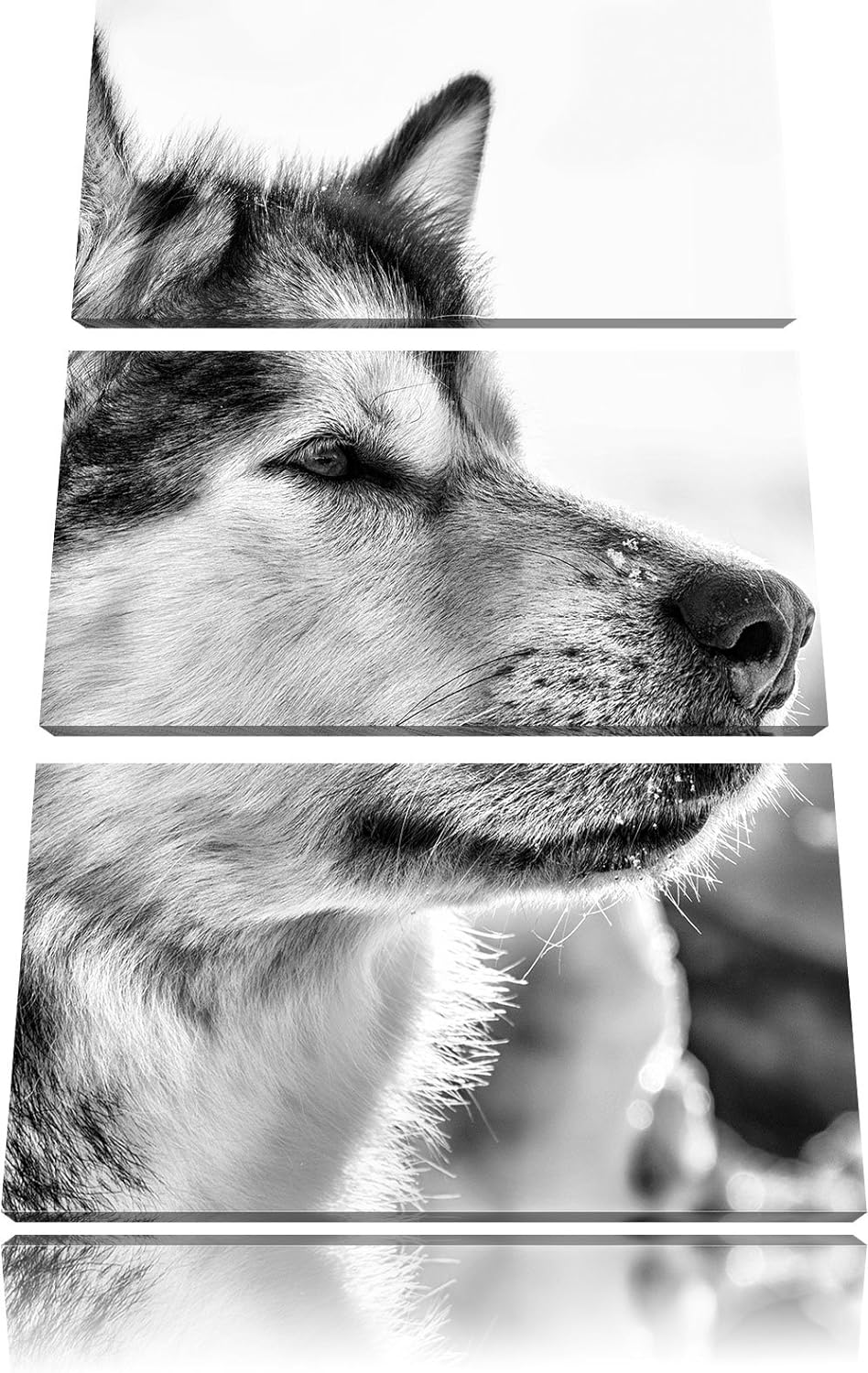 Pixxprint Monocrome, Husky im Schnee 3-Teiler Leinwandbild 120x80 Bild auf Leinwand