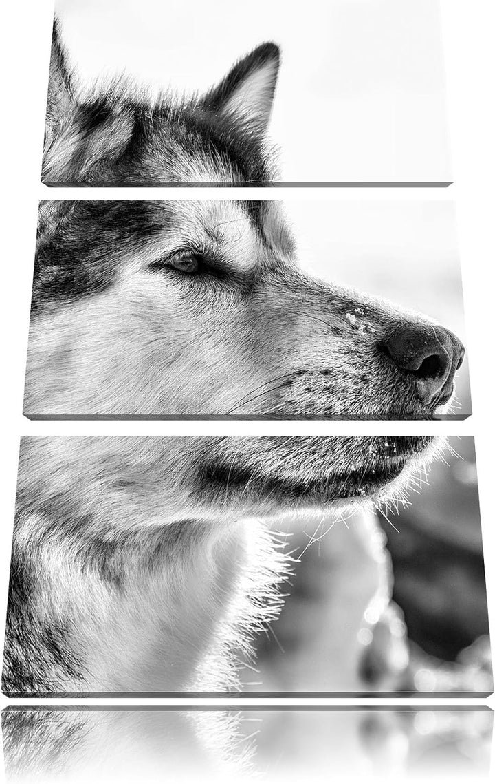 Pixxprint Monocrome, Husky im Schnee 3-Teiler Leinwandbild 120x80 Bild auf Leinwand