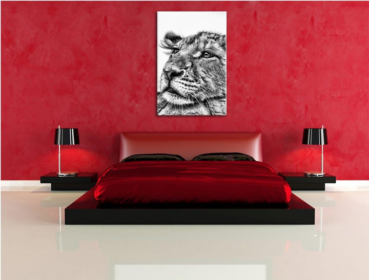 Pixxprint junger Löwe schläft als Leinwandbild/Grösse: 100x70 / Wandbild/Kunstdruck/fertig bespannt,