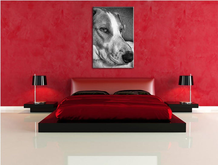 Pixxprint Jack Russel Terrier ruht Sich aus als Leinwandbild/Grösse: 100x70 cm/Wandbild/Kunstdruck/f