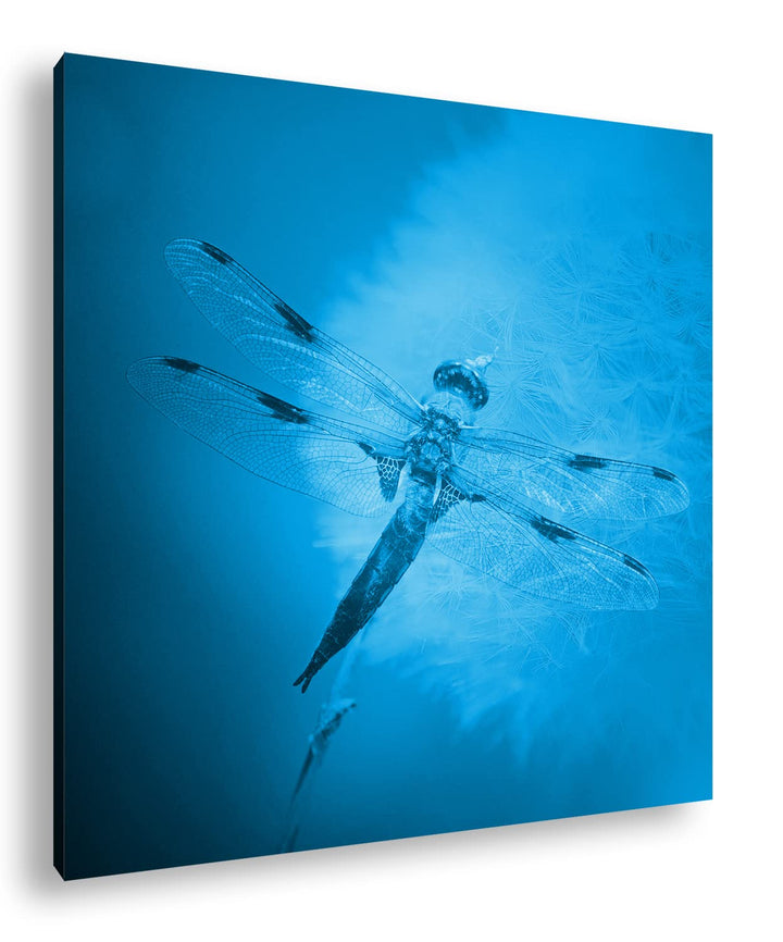 deyoli stolze Libelle Format: 70x70 Effekt: Monocrome Blau als Leinwand, Motiv fertig gerahmt auf Ec