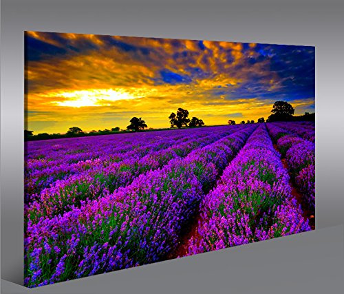 islandburner Bild Bilder auf Leinwand Lavendelfeld V4 Lavendel Provence 1p XXL Poster Leinwandbild W