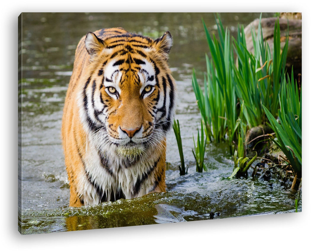 deyoli anmutiger Tiger im Wasser Format: 80x60 als Leinwandbild, Motiv fertig gerahmt auf Echtholzra
