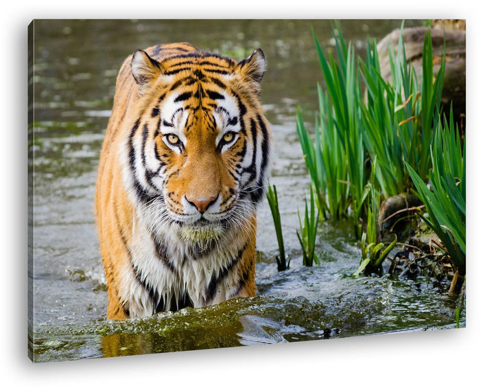 deyoli anmutiger Tiger im Wasser Format: 80x60 als Leinwandbild, Motiv fertig gerahmt auf Echtholzra