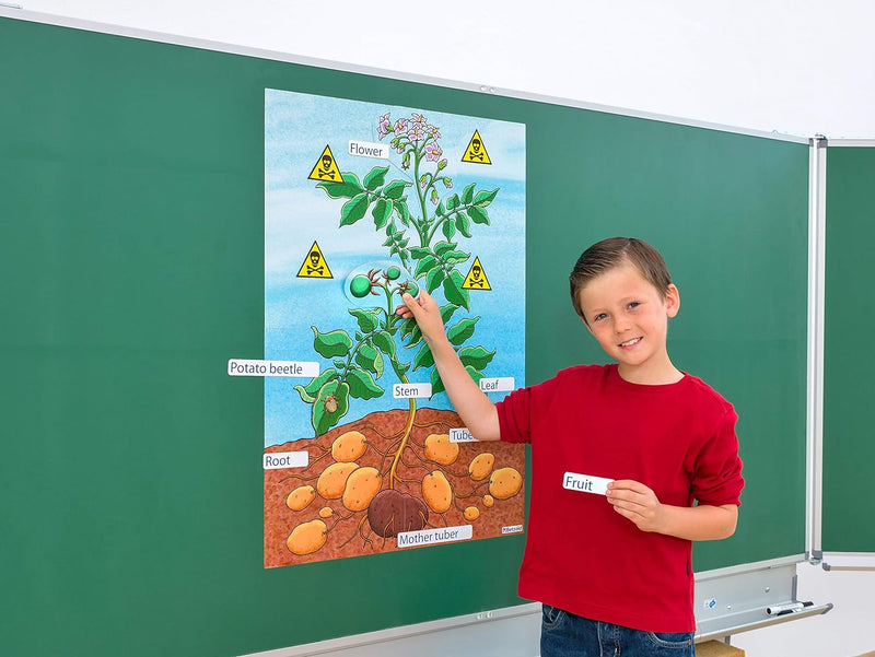 Betzold - Die Kartoffelpflanze - Magnetisches Tafelbild Grundlagen Unterricht Nocolor, Nocolor