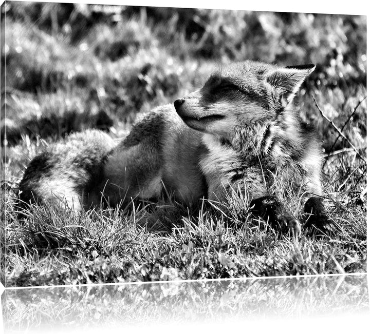 Pixxprint Kleiner Fuchs auf Wiese als Leinwandbild/Grösse: 100x70 / Wandbild/Kunstdruck/fertig bespa