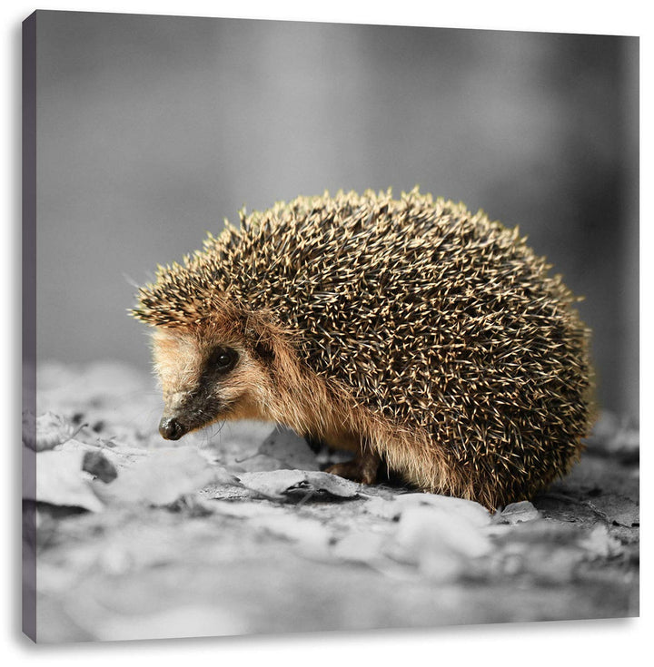 Pixxprint Kleiner süsser Igel im Laub als Leinwandbild Quadratisch/Grösse: 70x70 / Wandbild/Kunstdru