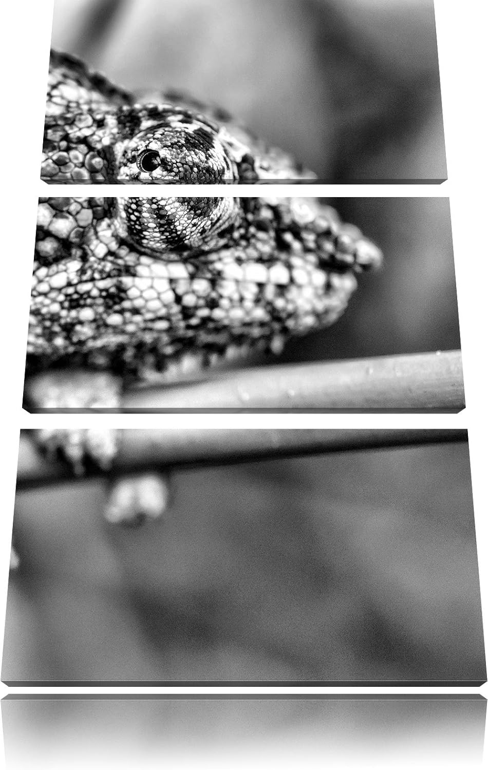 Pixxprint buntes Pantherchamäleon als Leinwandbild/Grösse: 3 Teilig (120x80) cm/Wandbild/Kunstdruck/