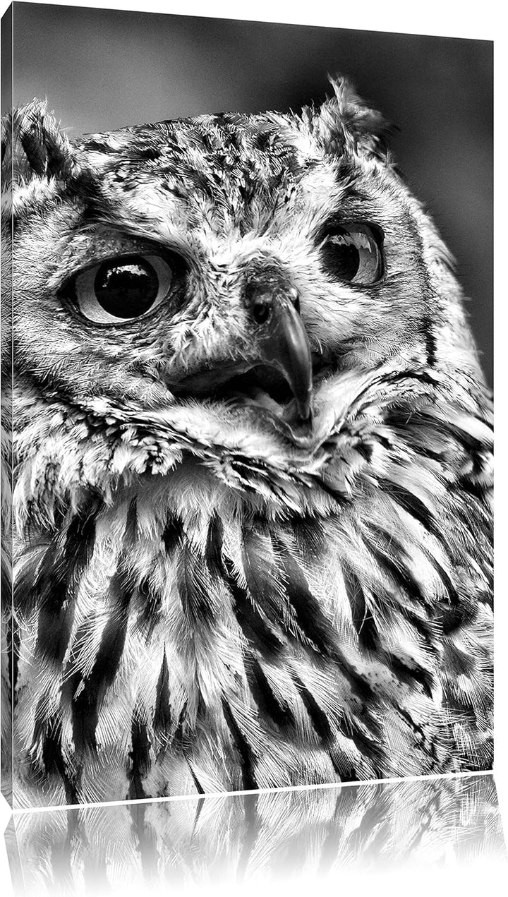 Pixxprint Monocrome, sehr müde Waldeule, Format: 100x70 auf Leinwand, 100x70