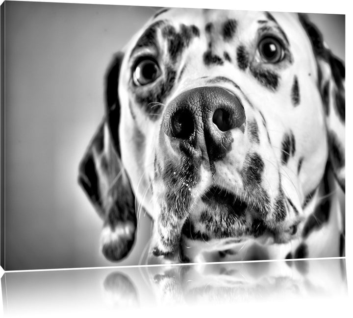 Pixxprint Süsser Dalmatiner / 100x70cm Leinwandbild bespannt auf Holzrahmen/Wandbild Kunstdruck Deko