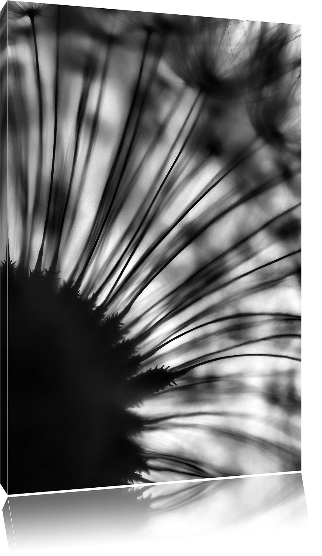 Pixxprint Monocrome, Pusteblume schwarz/weiss, Format: 100x70 auf Leinwand, 100x70