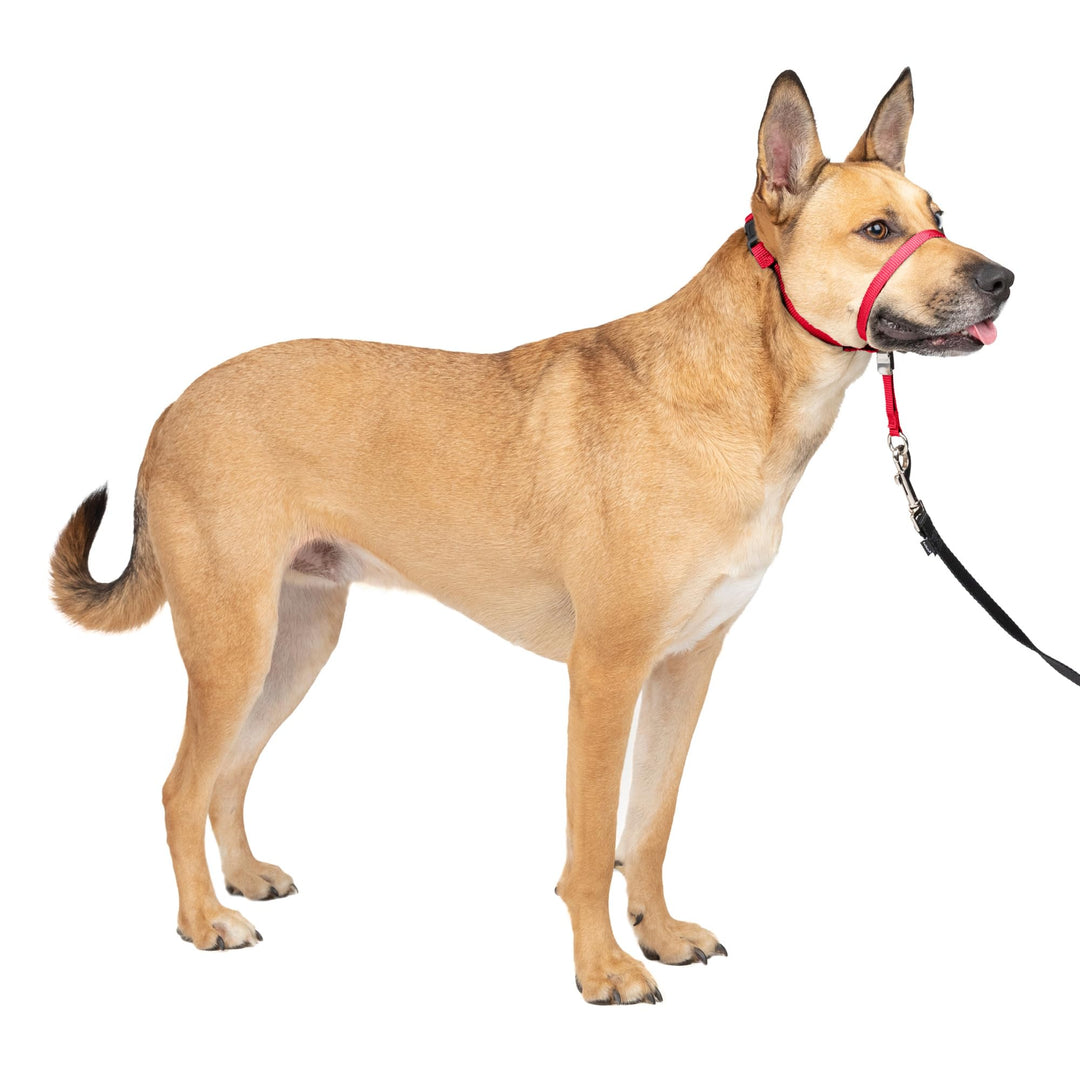 PetSafe Sanfter Führer Halsband mit Trainings-DVD rot Medium 25-60 Lb., rot Medium 25-60 Lb.