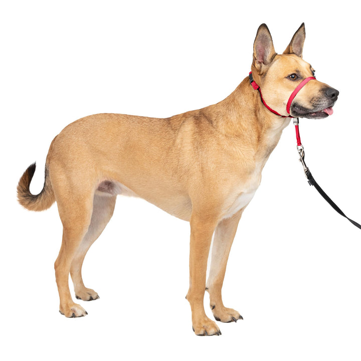 PetSafe Sanfter Führer Halsband mit Trainings-DVD rot Medium 25-60 Lb., rot Medium 25-60 Lb.