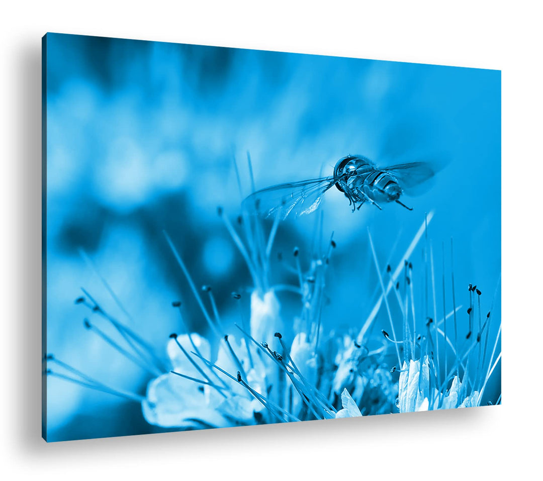 deyoli Insekt auf einer violetten Blume Format 80x60 Effekt: Monocrome Blau als Leinwandbild, Motiv