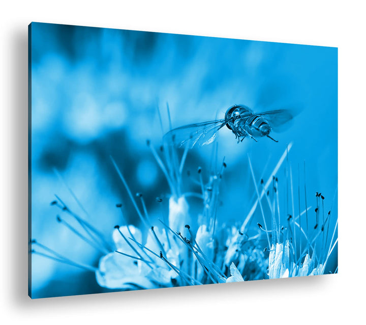 deyoli Insekt auf einer violetten Blume Format 80x60 Effekt: Monocrome Blau als Leinwandbild, Motiv
