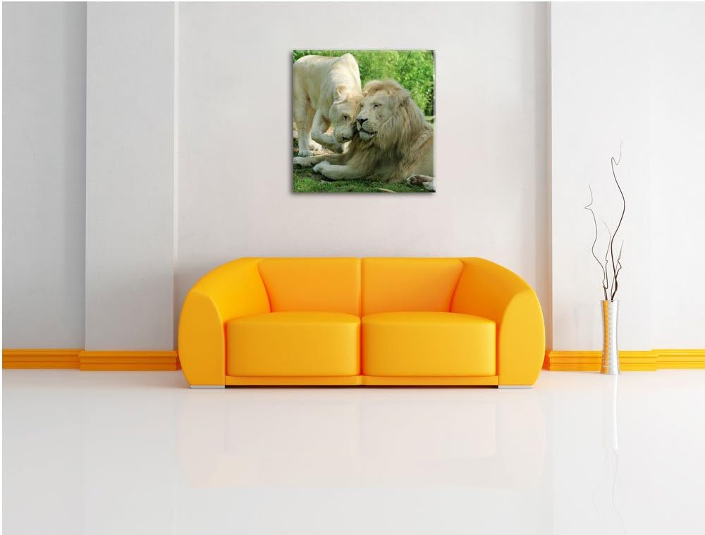 verliebtes Löwenpaar, Format: 70x70 auf Leinwand, XXL riesige Bilder fertig gerahmt mit Keilrahmen,