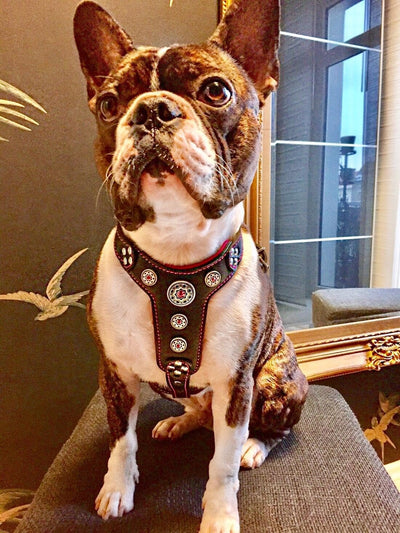 Bestia ''Bijou'' Leder Brustgeschirr für Kleine bis Mittelgrosse Hunde. 100% Leder. Handgefertigt. T