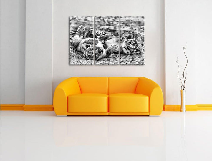 Pixxprint Spielende Löwenjungen als Leinwandbild/Grösse: 3 Teilig (120x80) cm/Wandbild/Kunstdruck/fe