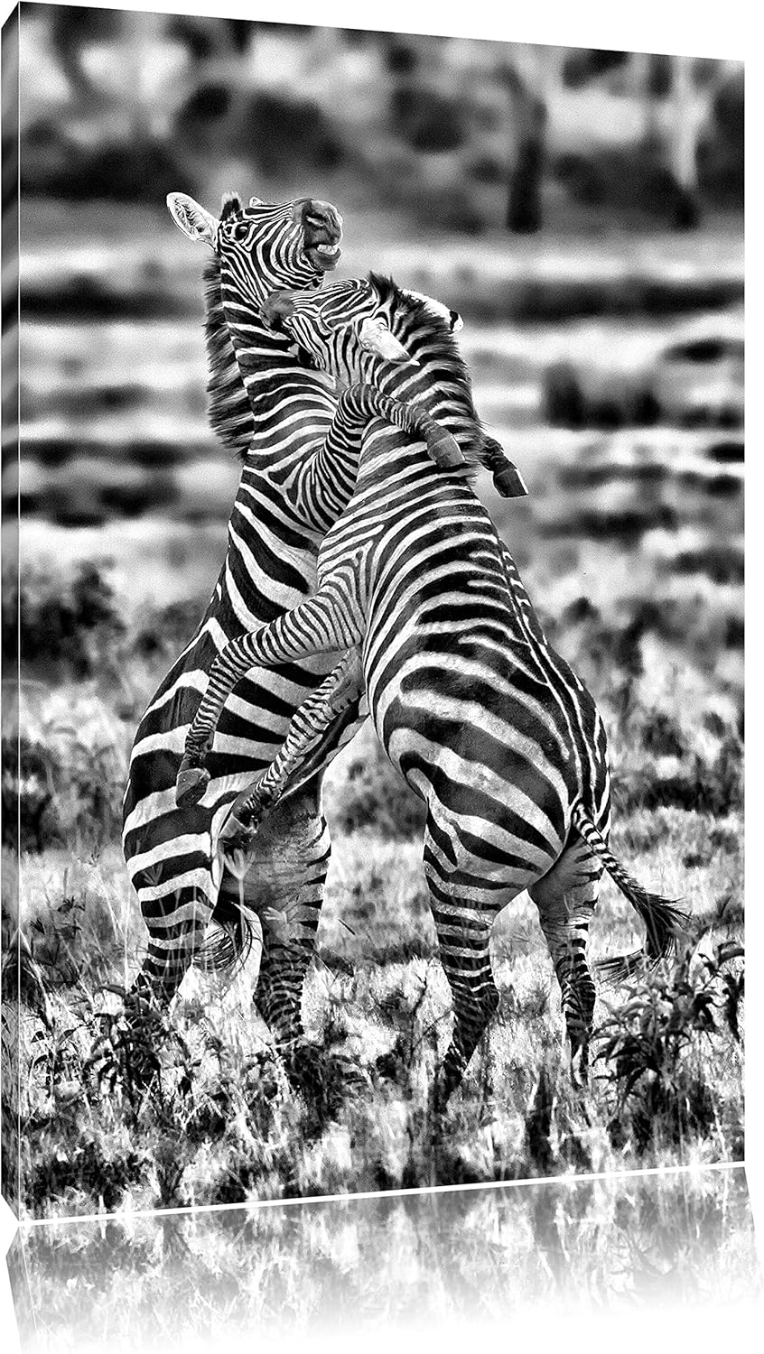Pixxprint Monocrome, kämpfende Zebras, Format: 100x70 auf Leinwand, 100x70
