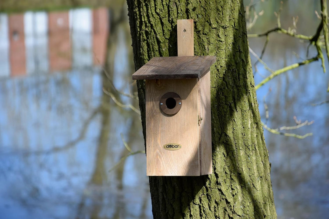 dobar® 22419e Nistkasten Einblick - Nisthöhle für Wildvögel - Höhlenbrüter-Nistkasten Massivholz - P