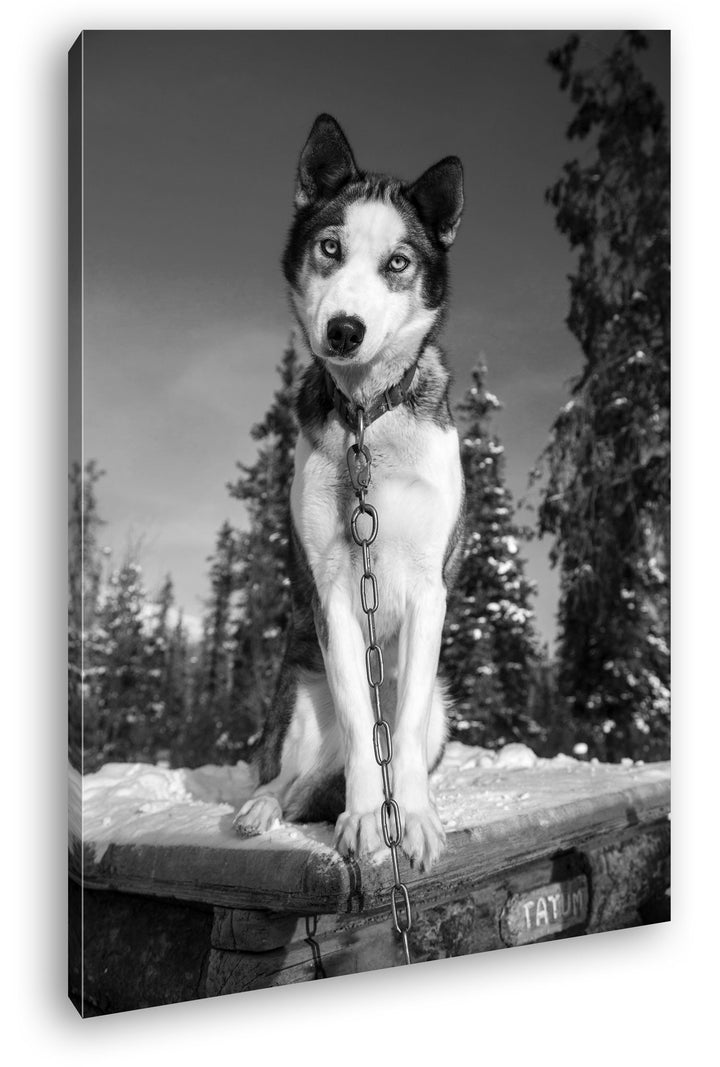 deyoli knuffiger Husky Effekt: Schwarz/Weiss Format: 100x70 als Leinwand, Motiv fertig gerahmt auf E