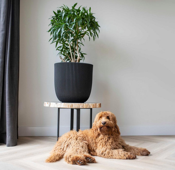 Capi Europe - Blumentopf Kugel Groove NL - 43x41 - Elfenbein - Öffnung Ø35 - Blumentopf für den Inne