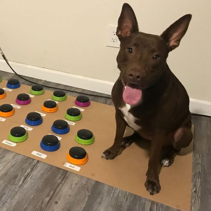 Hunger for Words Talking Pet Starter-Set, aufnahmefähige Tasten für Hunde, Hunde-Sprechtasten, bring