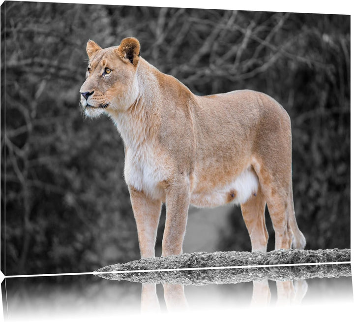 maiestätische Löwin schwarz/weiss auf Leinwand, XXL riesige Bilder fertig gerahmt mit Keilrahmen, Ku