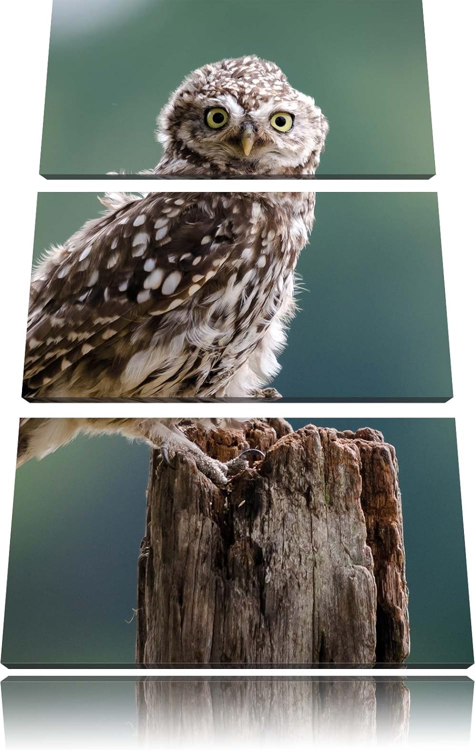 Pixxprint Lustige kleine Eule 3-Teiler Leinwandbild 120x80 Bild auf Leinwand