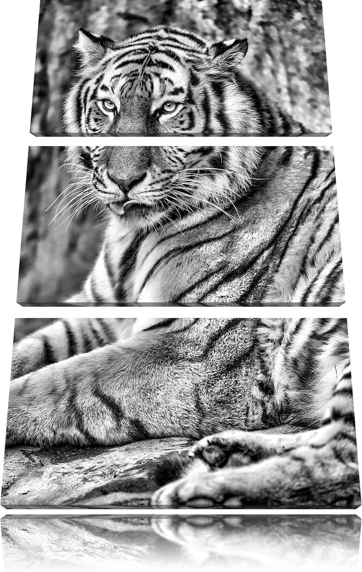 Pixxprint schöner Tiger beim Putzen als Leinwandbild/Grösse: 3 Teilig (120x80) cm/Wandbild/Kunstdruc