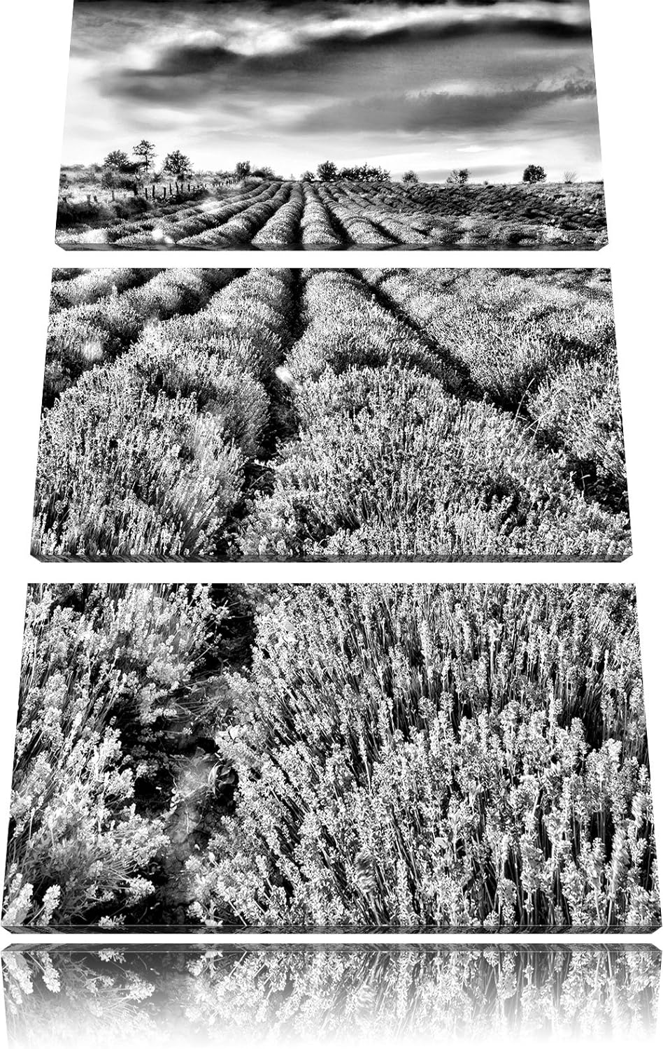 Pixxprint Lavendelfeld Provence als Leinwandbild/Grösse: 3 Teilig (120x80) cm/Wandbild/Kunstdruck/fe