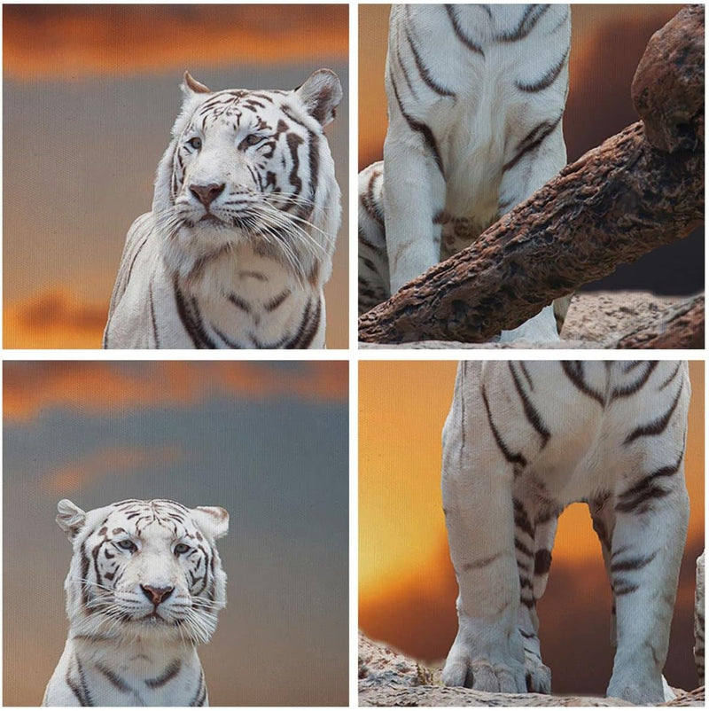 Wandbilder Dekoration Wohnzimmer Tiger weiss Rock Sonnenuntergang Panorama Bilder auf Leinwand 120x5