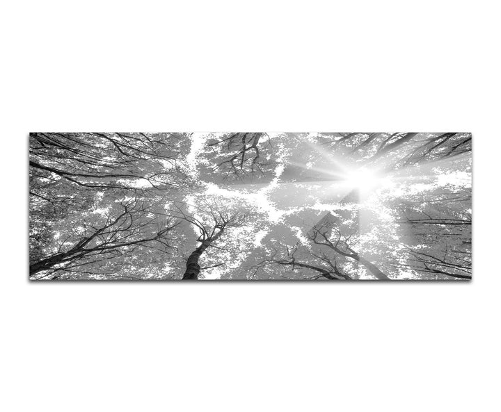 Paul Sinus Art Leinwandfoto als Panorama SCHWARZ/Weiss 120x40cm Wald Baumkronen Himmel Sonnenlicht H
