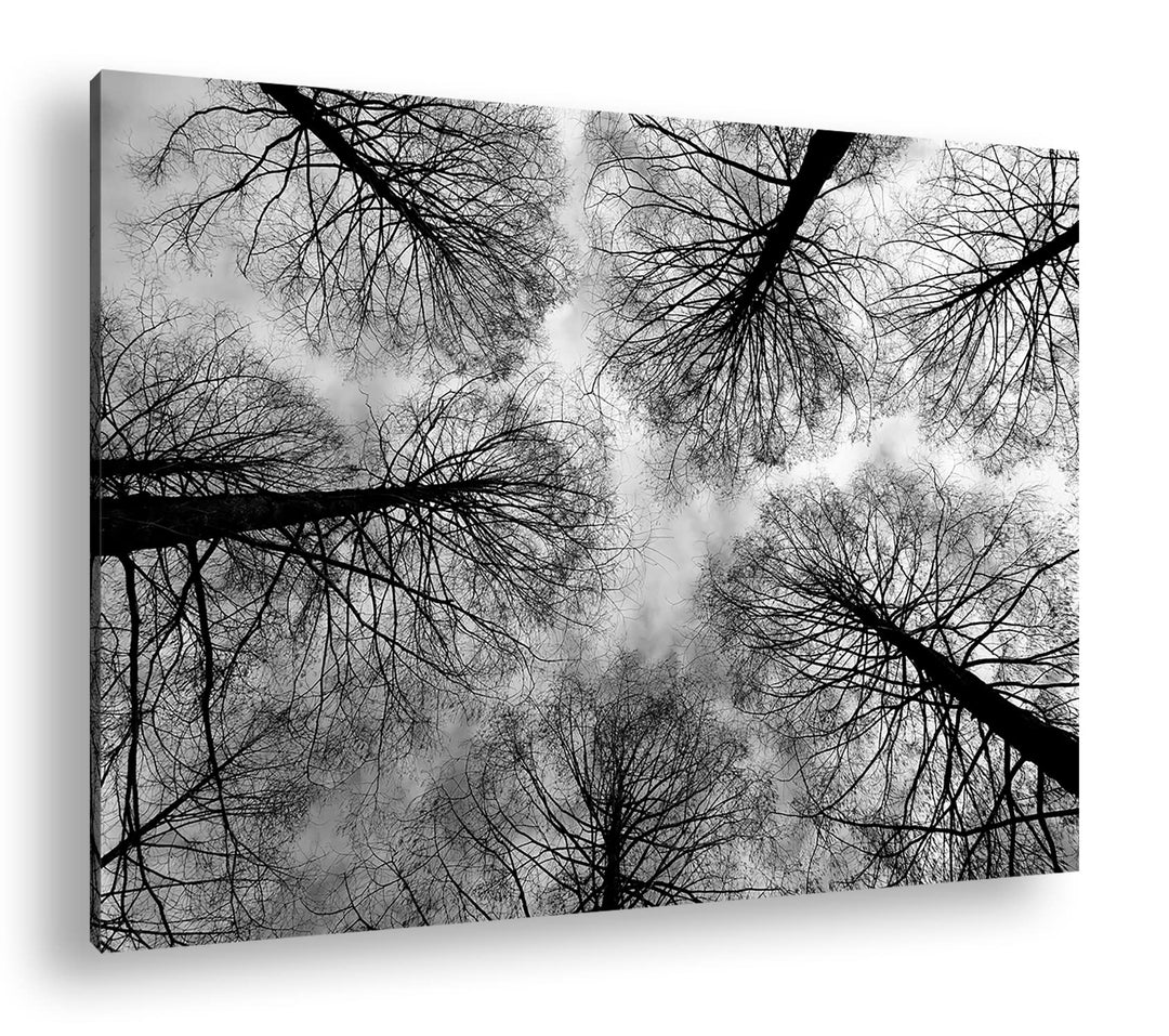 deyoli riessige Baumkronen im Herbst Format: 80x60 als Leinwand, Effekt: Schwarz&Weiss, Motiv fertig