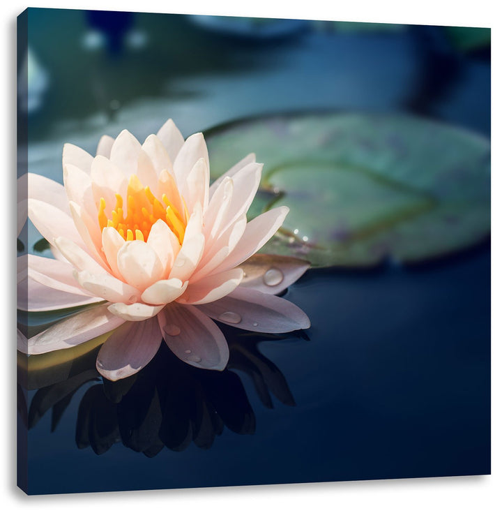 Pixxprint Eine rosa Lotusblume in Teich als Leinwandbild/Grösse: 70x70 cm/Wandbild/Kunstdruck/fertig