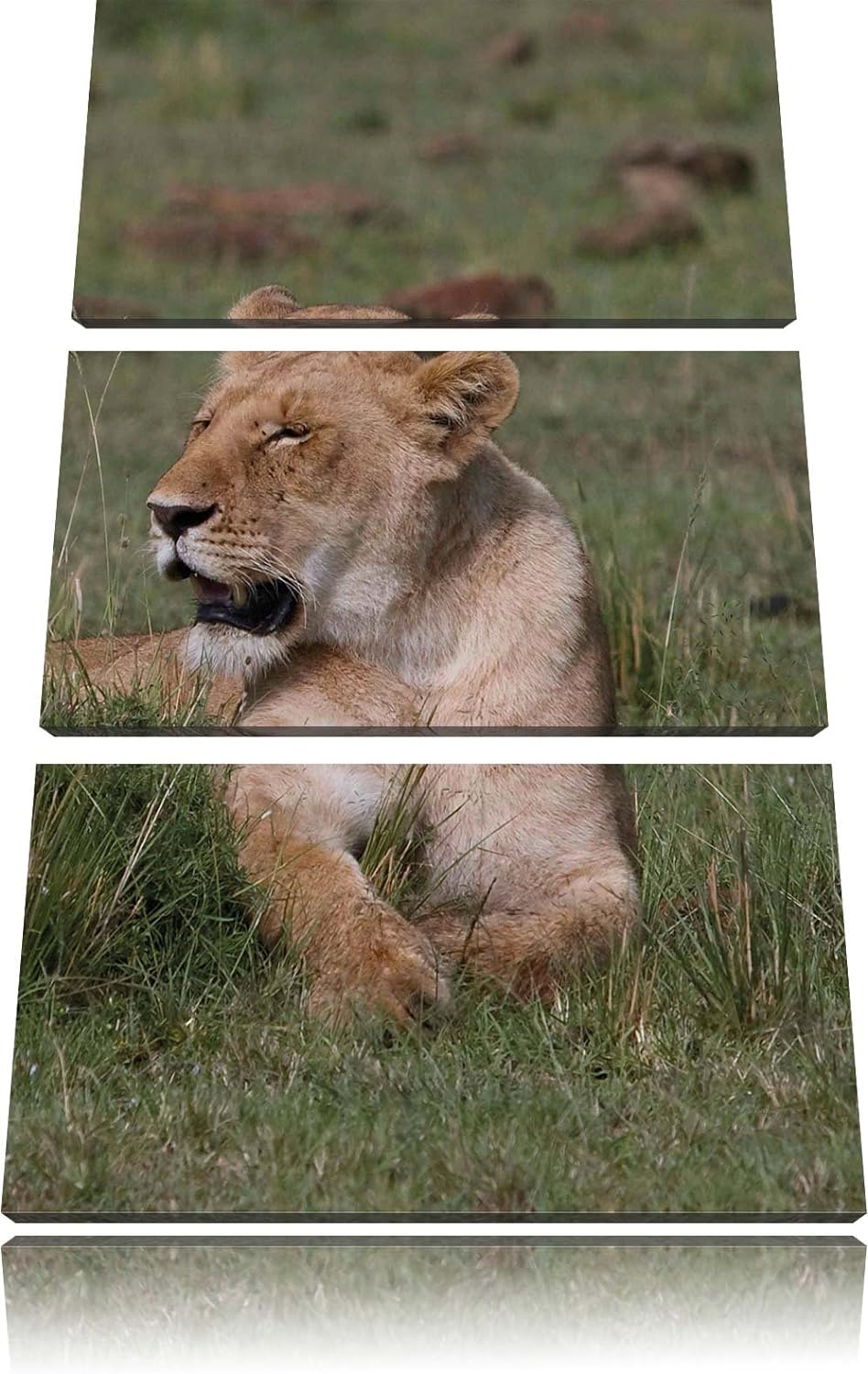 Pixxprint Löwin entspannt im Gras als Leinwandbild/Grösse: 3 Teilig (120x80 cm) cm/Wandbild/Kunstdru