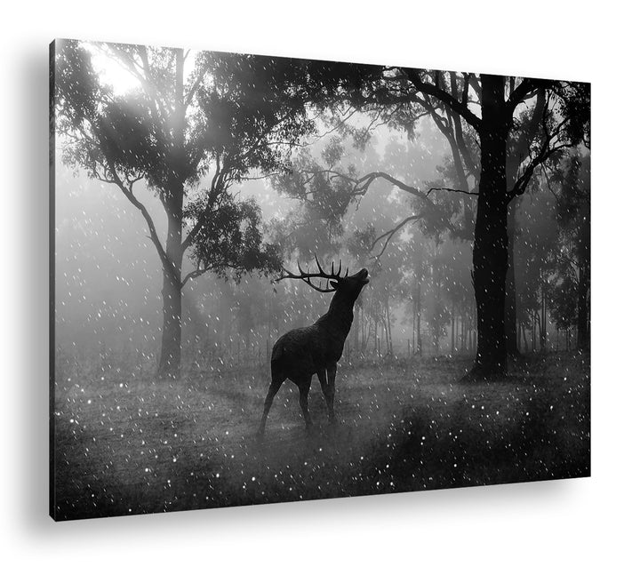 deyoli einsamer Hirsch im Wald Effekt: Schwarz/Weiss Format: 60x40 als Leinwandbild, Motiv fertig ge