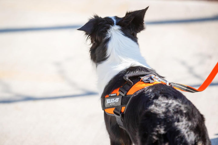 Julius-K9, IDC Powair Hundegeschirr, Grösse: L / 1, Orange Orange L/1, Orange L/1