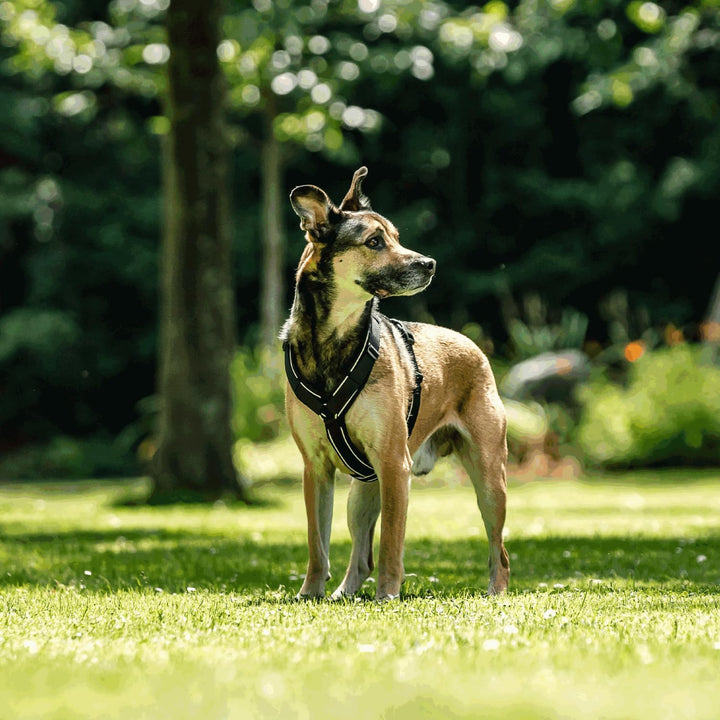 Sprenger Y-Geschirr 2.0 Hundegeschirr, Grösse M – reflektierend, Softshell-gepolstert, stufenlos ver