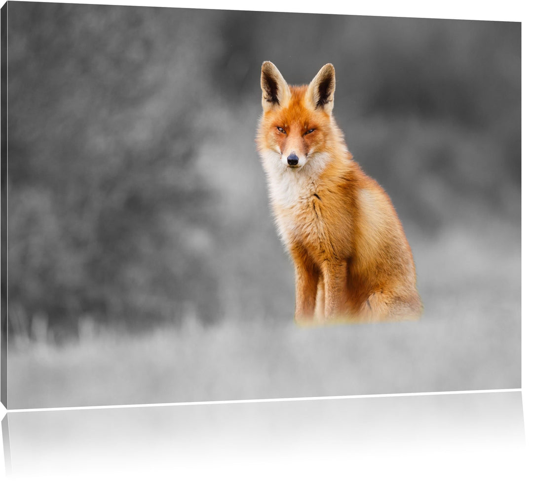 prachtvoller Fuchs schwarz/weiss Format: 100x70 auf Leinwand, XXL riesige Bilder fertig gerahmt mit