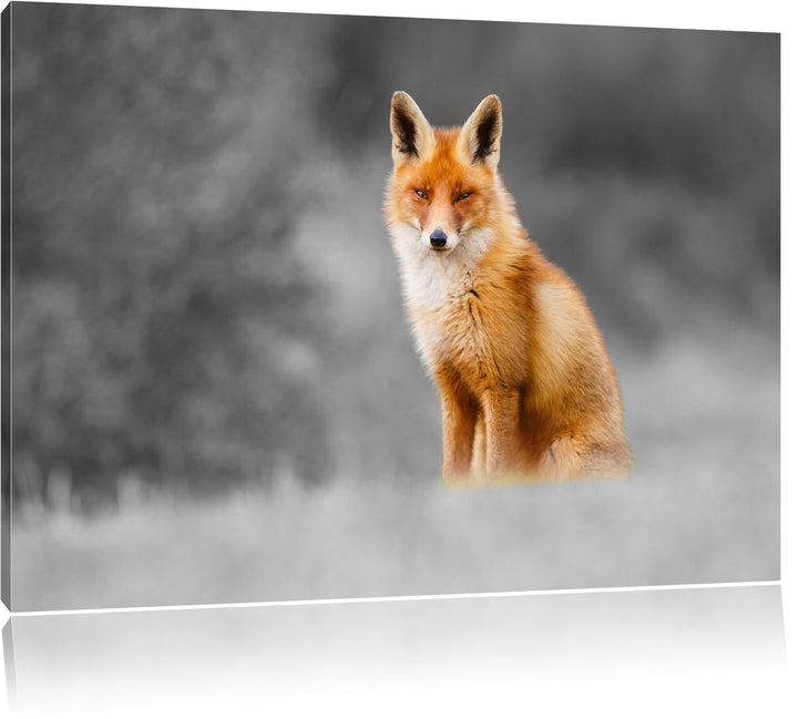 prachtvoller Fuchs schwarz/weiss Format: 100x70 auf Leinwand, XXL riesige Bilder fertig gerahmt mit