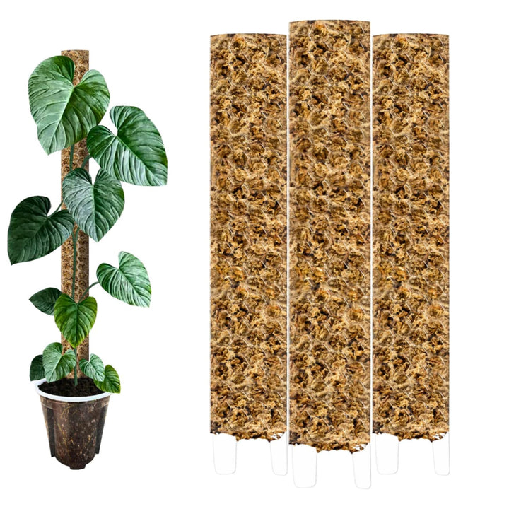 Moosstab [PlantScraper] 53 cm (XL) / 3 Stück/Klar | Pflanzenstab | Moss Pole | Rankstab | Moosstange