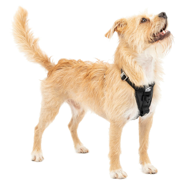 Kurgo Tru-Fit Hundegeschirr, Crash-Test-erprobtes Auto-Sicherheitsgurt, Für Hunde von 2 bis 5 kg, Gr
