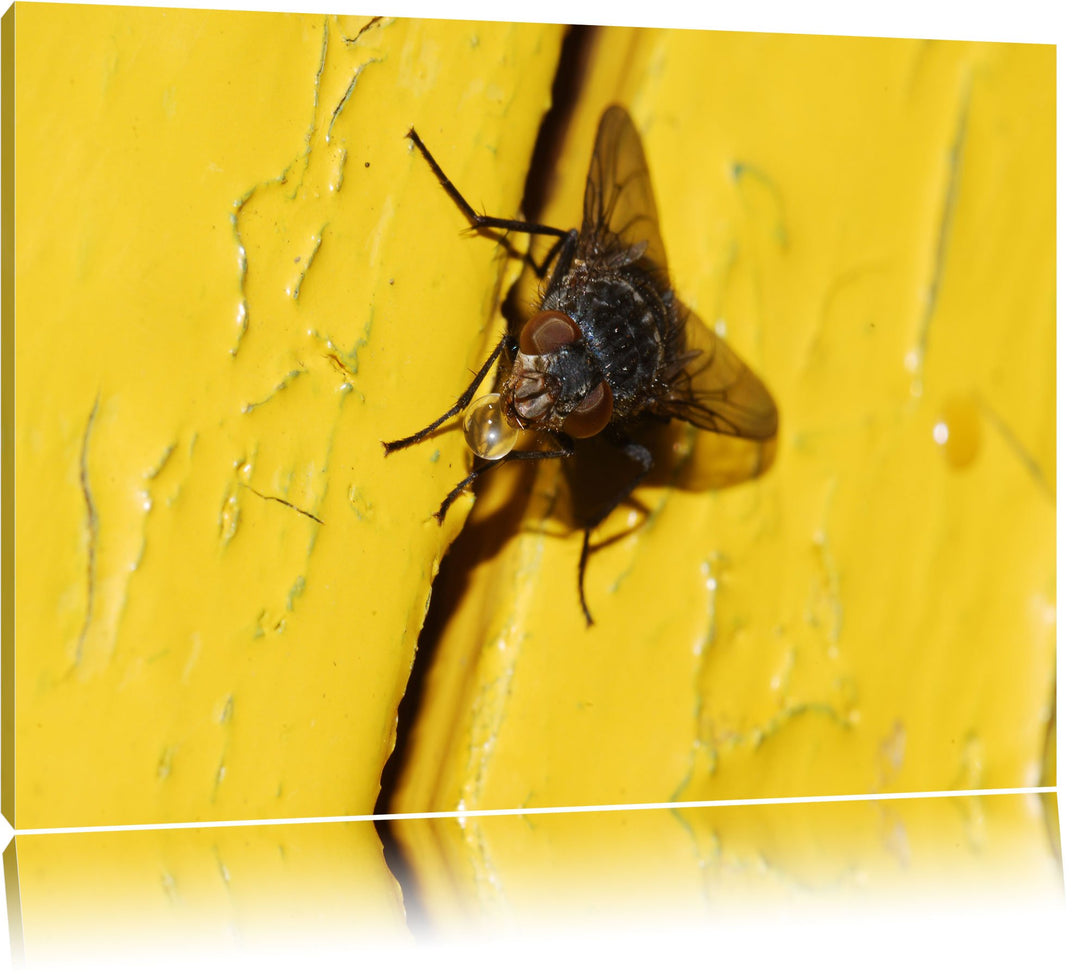 Pixxprint kleine Fliege mit Tautropfen auf Leinwand, XXL riesige Bilder fertig gerahmt mit Keilrahme