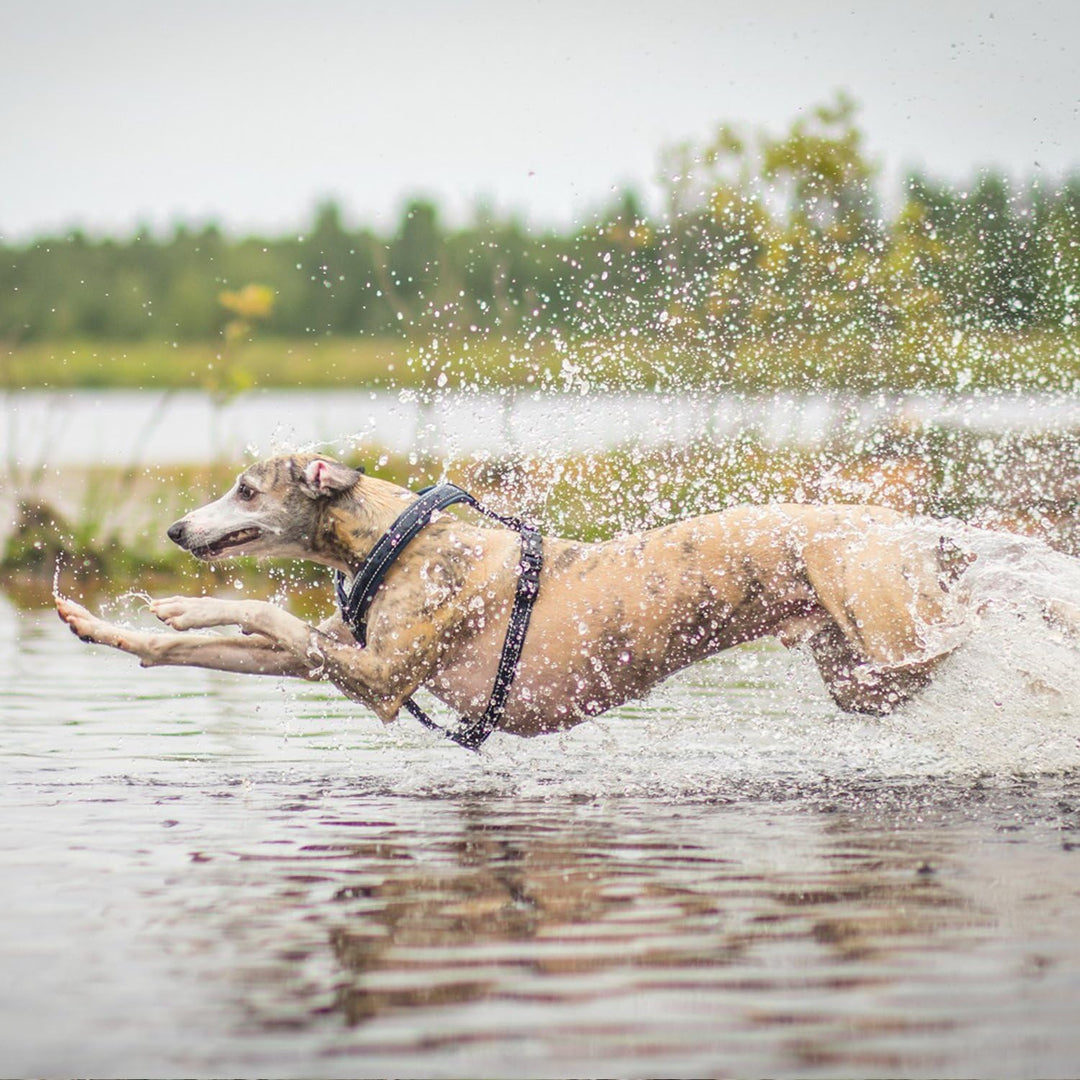 Hurtta Gepolstertes Hund-Geschirr, Y-Form Lingon 24-28", Lingon 24-28"